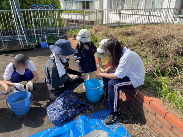 園芸　正和幼稚園児とフィールドワーク